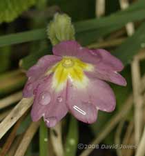 The first pink Primrose opens