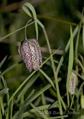 Snake's-head Fritillary comes into flower