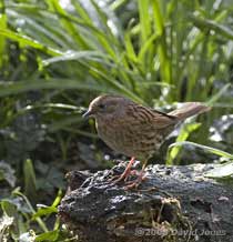 Dunnock below Hawthorn