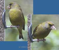 Greenfinch male at feeder