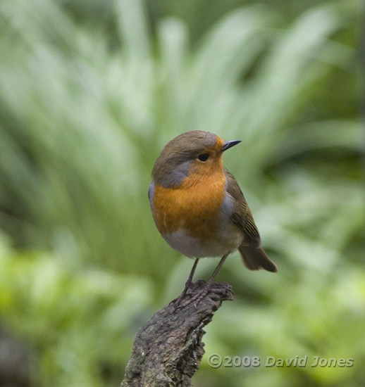 Robin on log