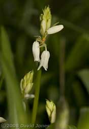 The first flowers on the Bluebells