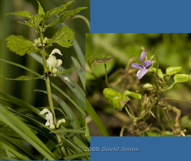 The first flowers on White Dead-nettle and Violet