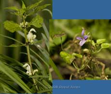 The first flowers on White Dead-nettle and Violet