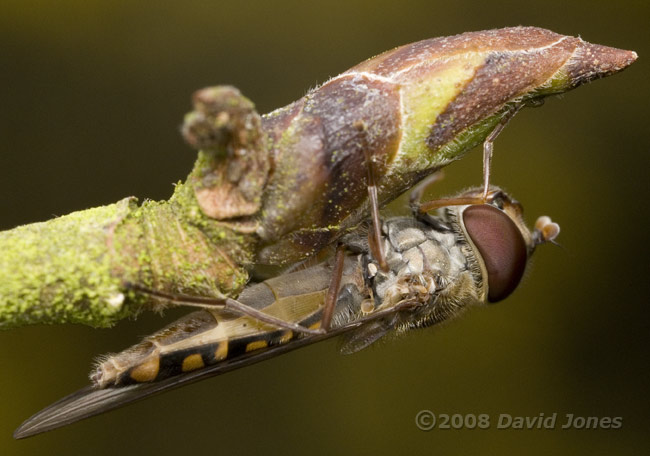 A hoverfly roosts under a Birch leaf bud