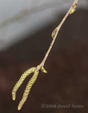 Male catkins on the Birch