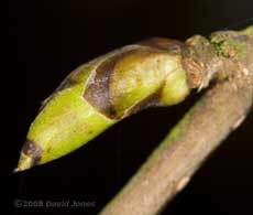 Bud on the Birch