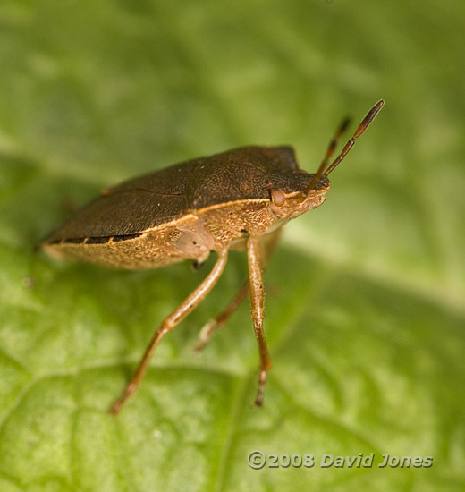 Green Shieldbug in hibernation colours - in sunbathing posture