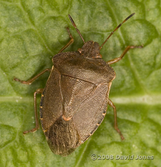 Green Shieldbug in hibernation colours