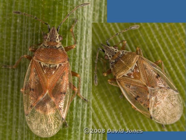 Birch Catkin bugs