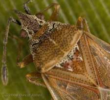 Birch Catkin bug - close-up view