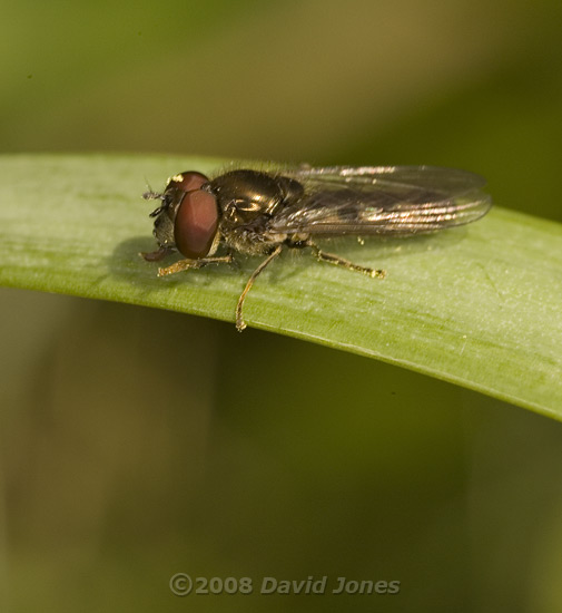 Hoverfly at rest