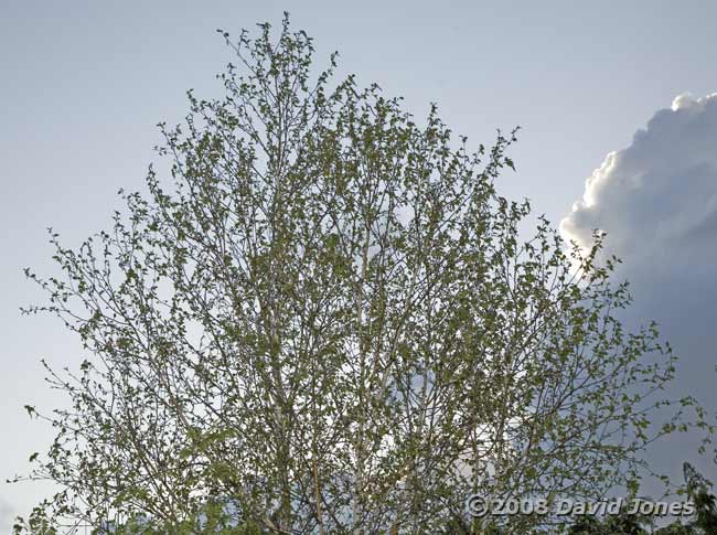 The Birch tree is turning green as its leaves develop - 1