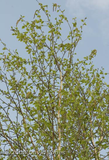 The Birch tree is turning green as its leaves develop - 2