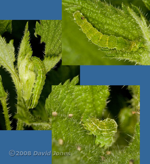 Caterpillars on the Stinging Nettles