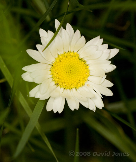 The first Daisy to open