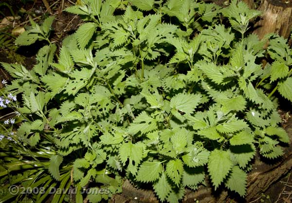 Stinging nettles