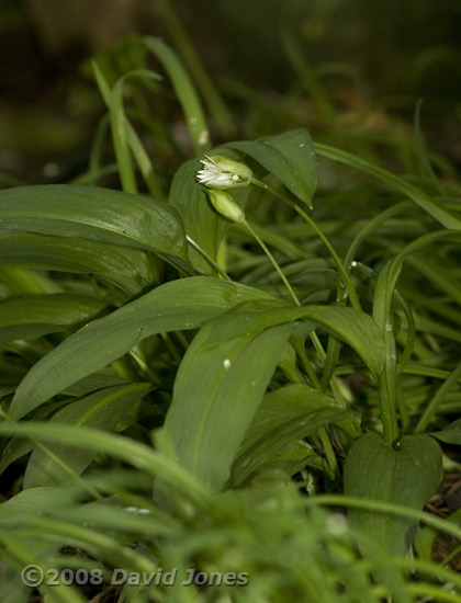 Ramson (Wild Garlic) flowers open