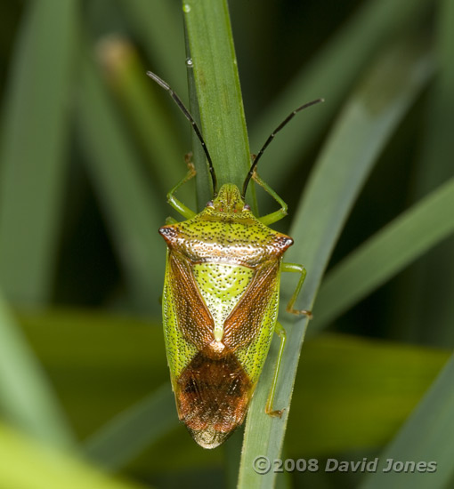 A Hawthorn Shieldbug on grass