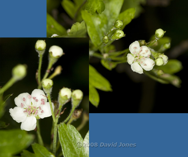 The Hawthorn starts flowering