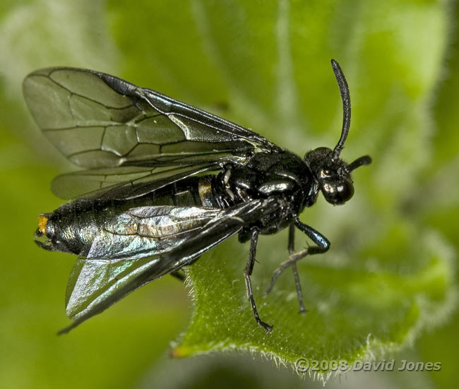 A Sawfly (Rhadinocerea micans) on grass - 1