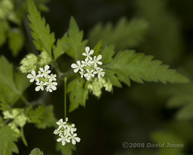 Hedge Parsley(?) - the first flowers open