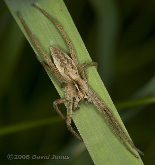 Spider (Tibellus oblongus) on grass