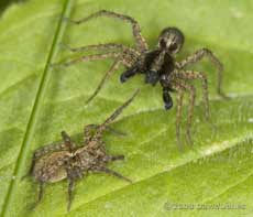 Spider courtship