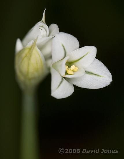 Triangular-stemmed Garlic - the first flower opens