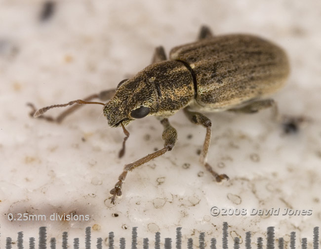 Weevil (unidentified)