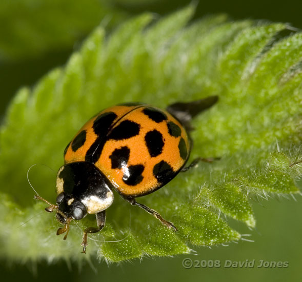 Harlequin Ladybird on nettle