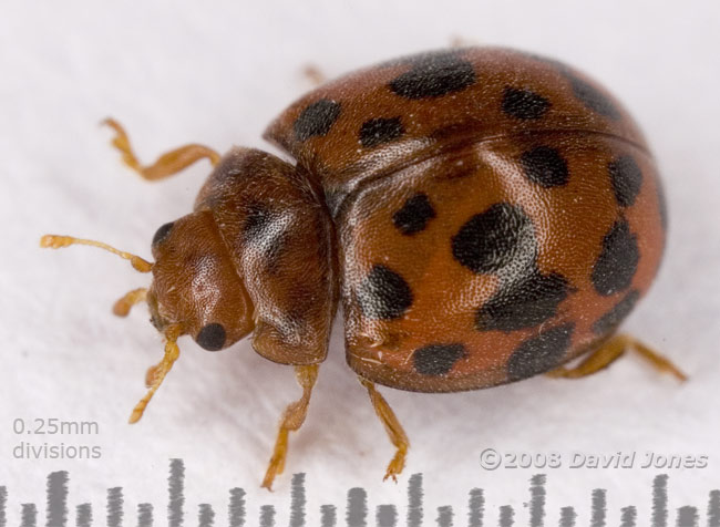 24-spot Ladybird (Subcoccinella 24-punctata) - 1