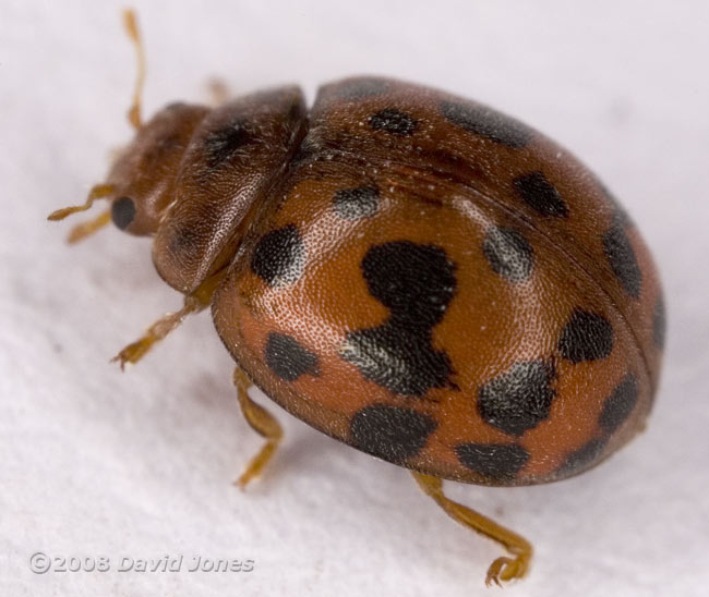 24-spot Ladybird (Subcoccinella 24-punctata) - 2