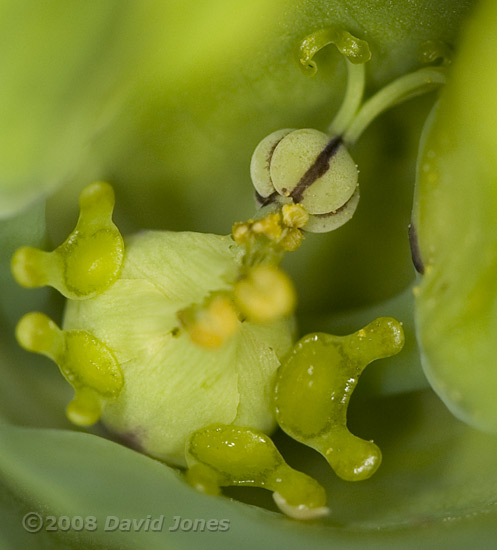 Unidentified plant - close-up of flower - 1