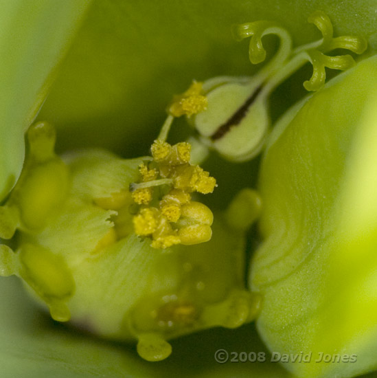 Unidentified plant - close-up of flower - 2