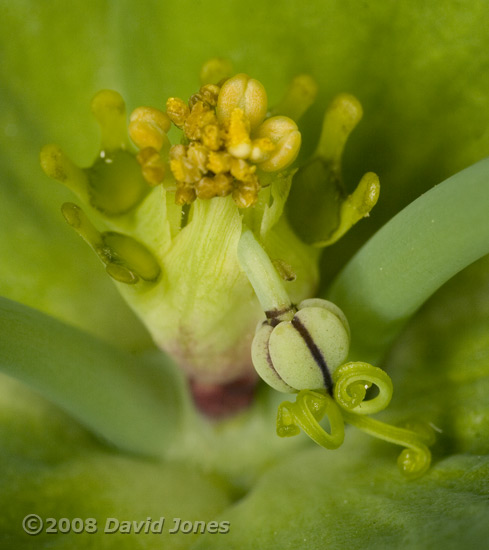 Unidentified plant - close-up of flower - 3