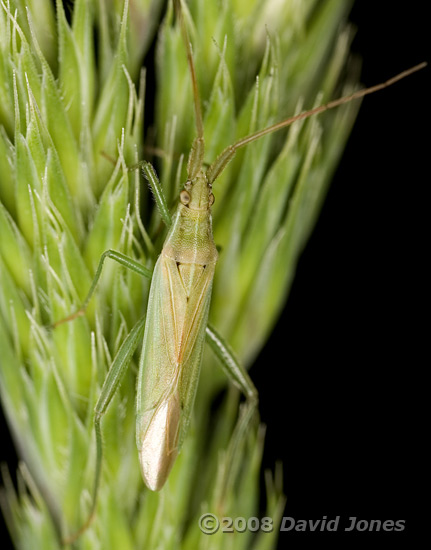Mirid bug (Stenodema laevigatum) on grass