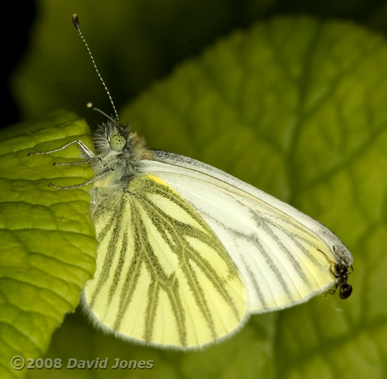 Green-veined White butterfly, with ant attached - 1