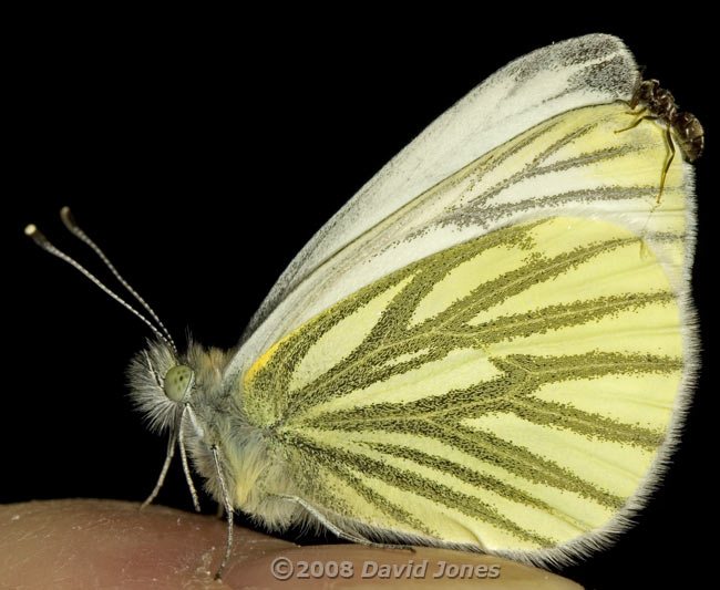 Green-veined White butterfly, with ant attached - 2