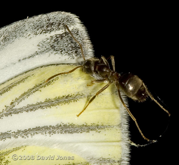 Green-veined White butterfly, with ant attached - close-up of ant