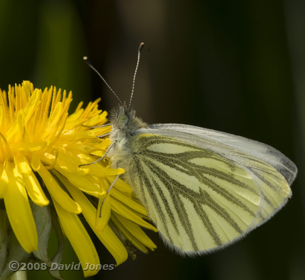 Green-veined White butterfly on Dandelion