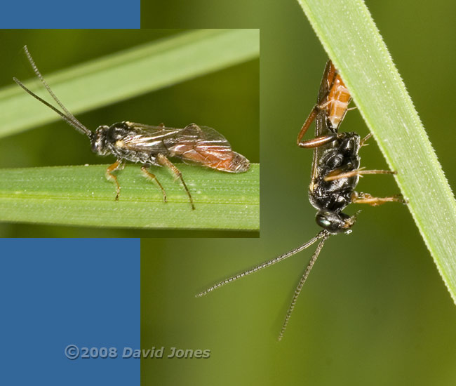 Ichneumon fly (Diplazon laetatorius?) on grass