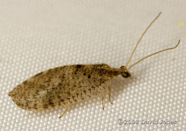 Brown Lacewing