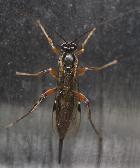 Sawfly (unidentified) on kitchen window
