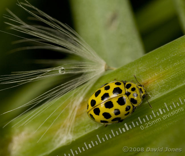 22-Spot Ladybird (Psyllobora 22-punctata) on grass