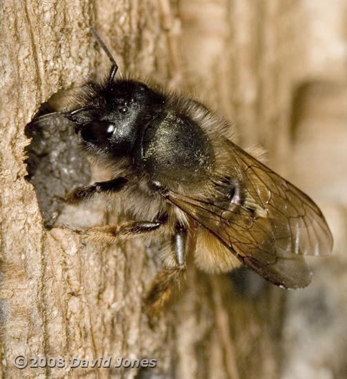 A Solitary bee seals the hole she has laid her eggs in