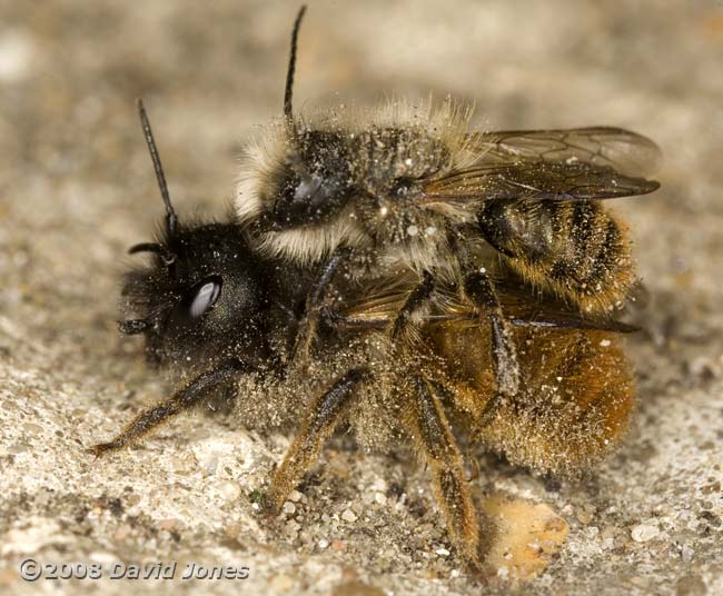 Solitary bee pair mating on concrete