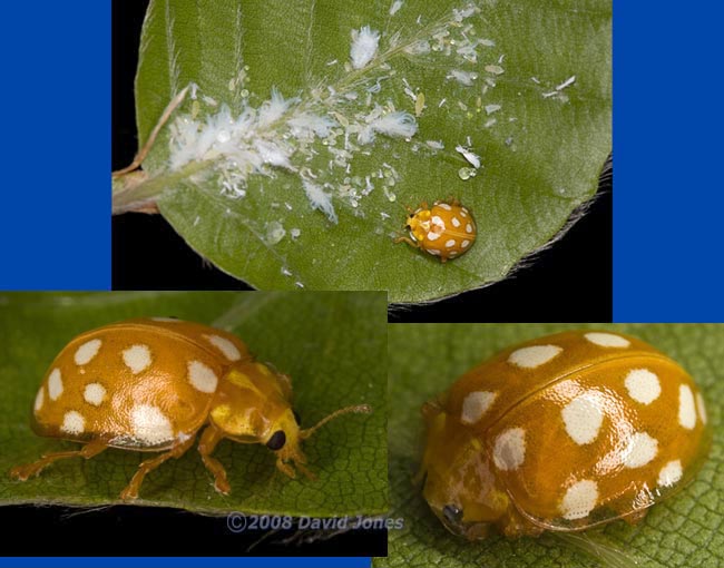 Orange Ladybird at Pinetrees campsite