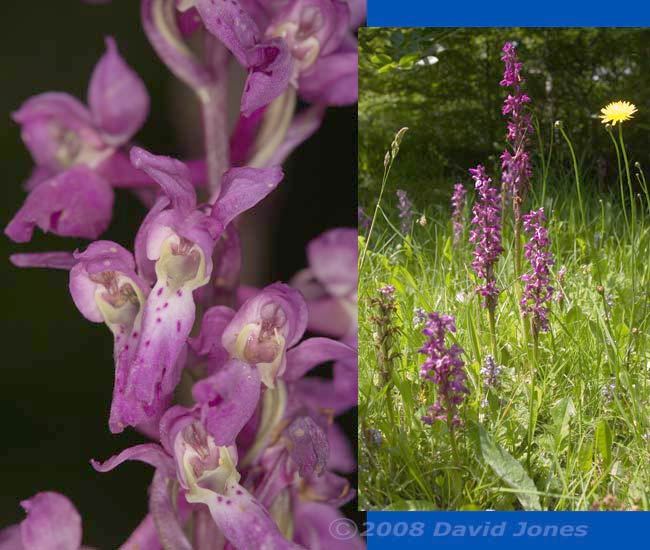 Orchids at Pinetrees campsite