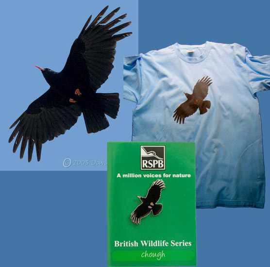 Chough picture, t-shirt and badge